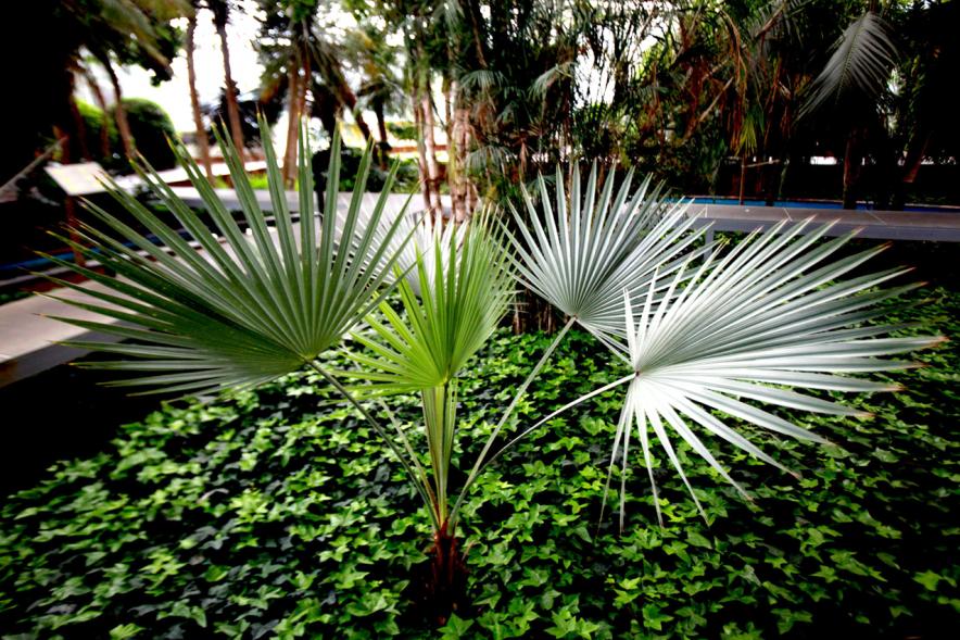 Joven palmera creciendo en el interior del invernadero público del jardín botánico del Arroyo de La vega