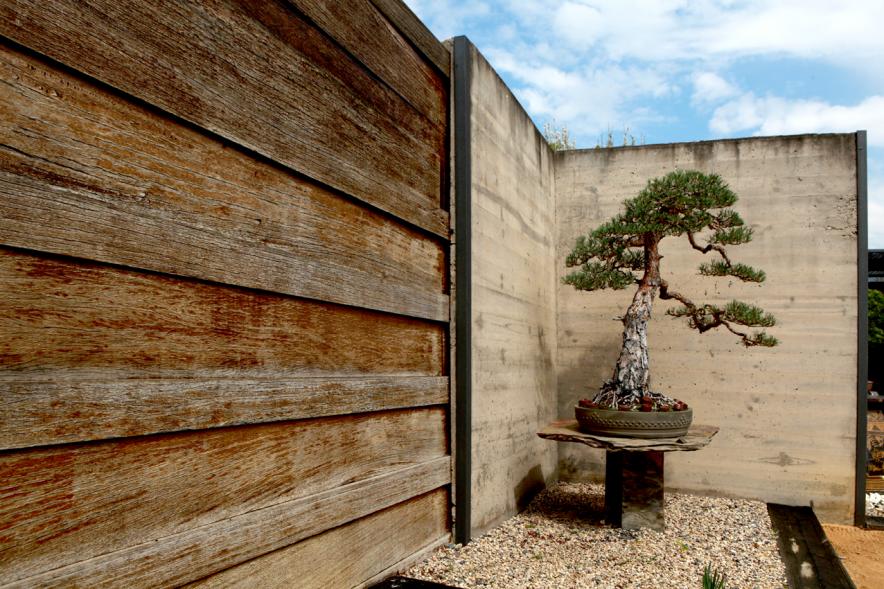 Bonsai a las puertas del museo municipal  del bonsai Luis Vallejo