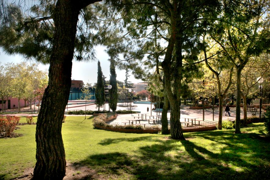 Arboleda en el Parque de la Comunidad de Madrid