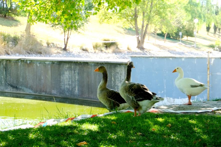 Aves en el estanque del parque de Extremadura, Alcobendas